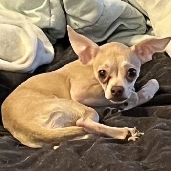 Rescue Chihuahua Dogs for Adoption in Las Vegas, Nevada - Muffin | PetCurious