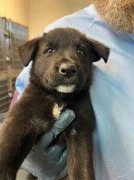 German Shepherd Dog and Siberian Husky Dogs Available for Adoption in Sacramento, California - The Furious Five | PetCurious