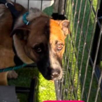 Cattle Dog Dogs Available for Adoption in Tampa, Florida - Jessie | PetCurious