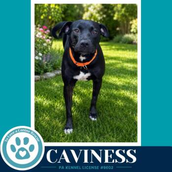 Caviness 071826 -  Labrador Retriever and Pit Bull Terrier Dog for Adoption in Kimberton, Pennsylvania - Caviness 071826 | PetCurious