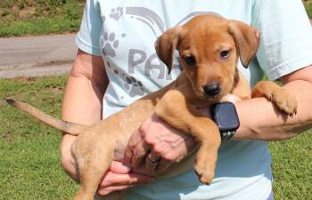 Maive 44331 -  Retriever Dog for Adoption in Prattville, Alabama - Maive 44331 | PetCurious