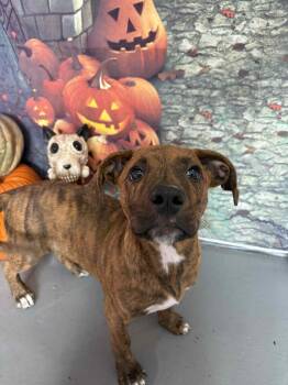 Rescue Boxer Dogs for Adoption in Kansas City, Missouri - Oogie Boogie | PetCurious