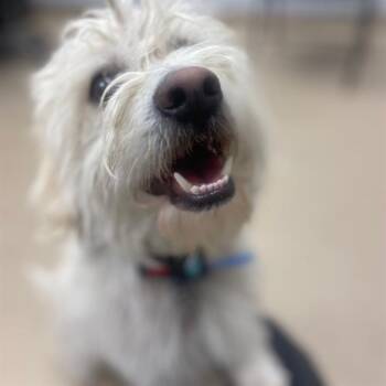 West Highland White Terrier Westie Dogs Available for Adoption in Aurora, Colorado - HARVEY | PetCurious