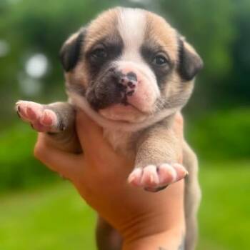 American Bully Dogs Available for Adoption in Crosby, Texas - Giorgee | PetCurious