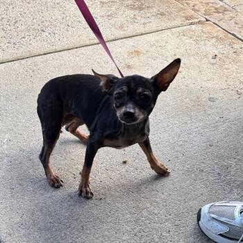 LVH-Stray-14683 -  Mixed Breed Dog for Adoption in Allentown, Pennsylvania - LVH-Stray-14683 | PetCurious