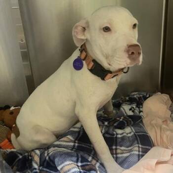 Sonny -  Mixed Breed Dog for Adoption in Merriam, Kansas - Sonny | PetCurious