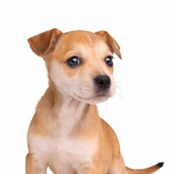 Mixed Breed Dogs Available for Adoption in Boone, Iowa - Monkey | PetCurious