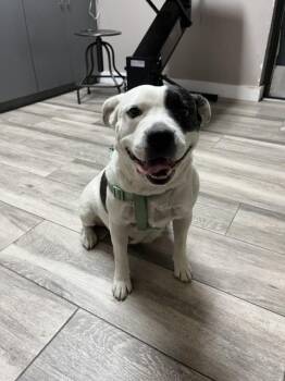 ABIGAIL -  Pit Bull Terrier and Mixed Breed Dog for Adoption in Redlands, California - ABIGAIL | PetCurious