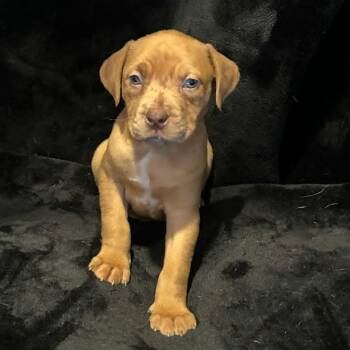 Labrador Retriever and Pit Bull Terrier Dogs Available for Adoption - Joy | PetCurious