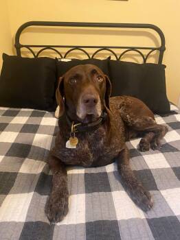 German Shorthaired Pointer Dogs Available for Adoption in Alexandria, Virginia - Baxter | PetCurious