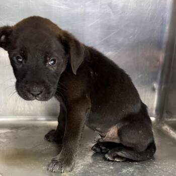 TUSC-Stray-84825 -  Labrador Retriever and Mixed Breed Dog for Adoption in Tuscaloosa, Alabama - TUSC-Stray-84825 | PetCurious