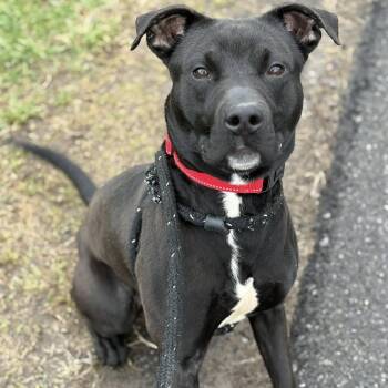 Terrier Dogs Available for Adoption in North Syracuse, New York - Miles | PetCurious