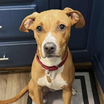 Beagle and Labrador Retriever Dogs Available for Adoption in East St. Louis, Illinois - Cloud | PetCurious