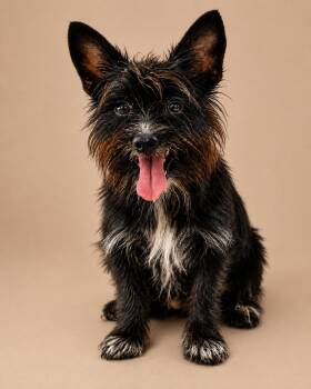 Cucumber Vine -  Mixed Breed Dog for Adoption in Statesboro, Georgia - Cucumber Vine | PetCurious