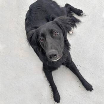Scout -  Mixed Breed Dog for Adoption in Hailey, Idaho - Scout | PetCurious
