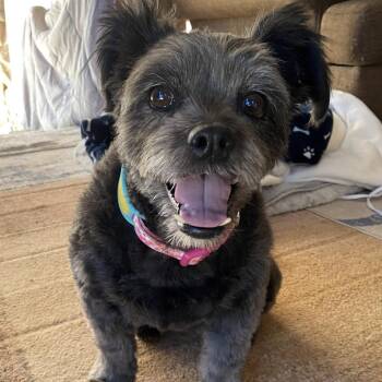 Layla -  Terrier Dog for Adoption in West Hollywood, California - Layla | PetCurious