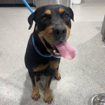 Rottweiler and Mixed Breed Dogs Available for Adoption in Tampa, Florida - Eblaze | PetCurious