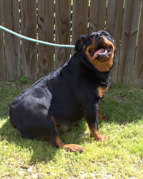 Rescue Rottweiler Dogs for Adoption in Jackson, Mississippi - Leona | PetCurious