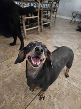 Ellie -  Dachshund Dog for Adoption in Phoenix, Arizona - Ellie | PetCurious