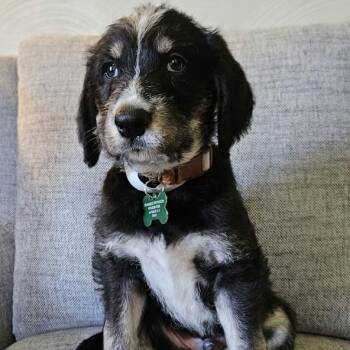 Bernese Mountain Dog and Labrador Retriever Dogs Available for Adoption in Ottawa Hills, Ohio - Murphy | PetCurious