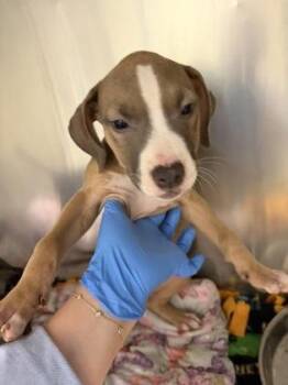 Peanut Butter -  Pit Bull Terrier and Mixed Breed Dog for Adoption in Westland, Michigan - Peanut Butter | PetCurious