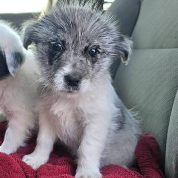 Mixed Breed Dogs Available for Adoption - Luna (Coming 2/26/26) | PetCurious