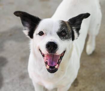 Terrier Dogs Available for Adoption in Chattanooga, Tennessee - Mama Goose | PetCurious
