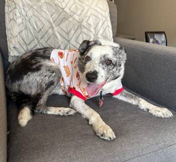 Rescue Border Collie Dogs for Adoption in Minnetrista, Minnesota - Tully | PetCurious