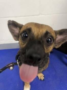 Lightning McQueen - 1 -  Mixed Breed Dog for Adoption in Daytona Beach, Florida - Lightning McQueen - 1 | PetCurious