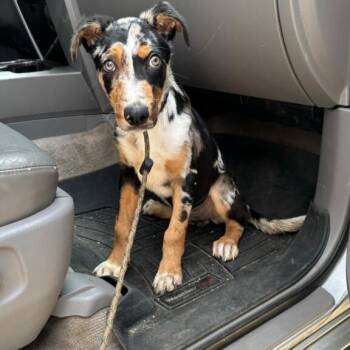 Razzle Dazzle -  Australian Cattle Dog Blue Heeler Dog for Adoption in Greenville, South Carolina - Razzle Dazzle | PetCurious