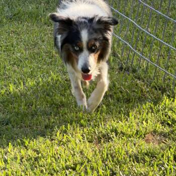Banjo -  Australian Shepherd Dog for Adoption in Sumter, South Carolina - Banjo | PetCurious
