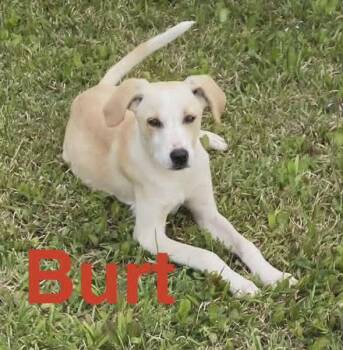 Labrador Retriever Dogs Available for Adoption in Sheboygan, Wisconsin - Burt  | PetCurious