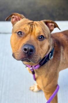 Edward Cullen -  Mixed Breed Dog for Adoption in Miamitown, Ohio - Edward Cullen | PetCurious