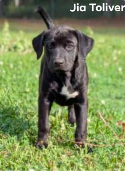 Labrador Retriever and Mountain Cur Dogs Available for Adoption in El Dorado, Arkansas - Jia | PetCurious