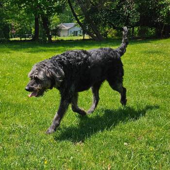 Labrador Retriever Dogs Available for Adoption in Louisville, Kentucky - DJ #7365 | PetCurious