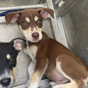Shepherd and Terrier Dogs Available for Adoption in Edinburg, Texas - Fallon | PetCurious