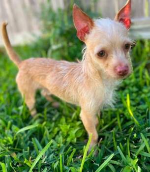 Leo -  Chihuahua Dog for Adoption in VERNON ROCKVL, Connecticut - Leo | PetCurious