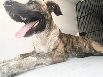 A658629 -  Australian Cattle Dog Blue Heeler and Mixed Breed Dog for Adoption in Houston, Texas - A658629 | PetCurious