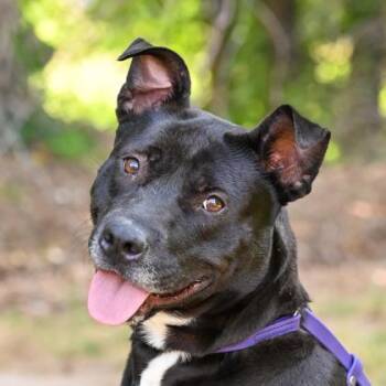 Mixed Breed Dogs Available for Adoption in Chamblee, Georgia - Katerina | PetCurious