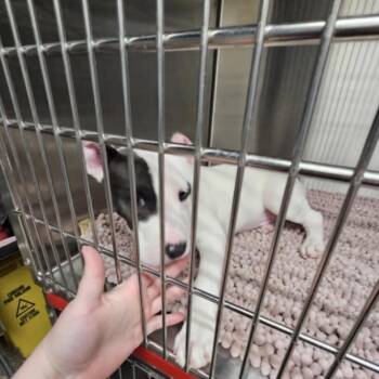 Pit Bull Terrier Dogs Available for Adoption - Samson | PetCurious