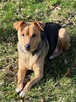 Jack Russell Terrier and Beagle Dogs Available for Adoption - Bella Bee | PetCurious