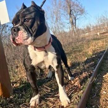 Mixed Breed Dogs Available for Adoption in Bentonville, Arkansas - Bellatrix | PetCurious