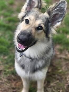 Rescue German Shepherd Dog and Shetland Sheepdog Sheltie Dogs for Adoption in Erin, Ontario - Mercedes | PetCurious