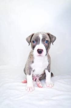 Garfield -  Pit Bull Terrier Dog for Adoption in Bixby, Oklahoma - Garfield | PetCurious