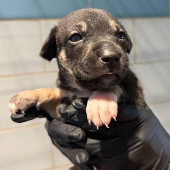 Tootsie Roll -  Mixed Breed Dog for Adoption in Portland, Oregon - Tootsie Roll | PetCurious