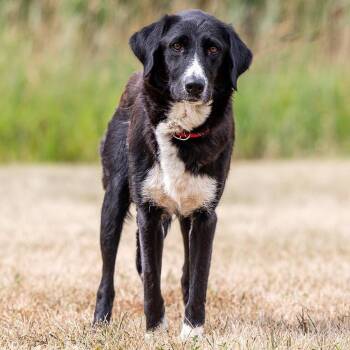 Iris -  Labrador Retriever and Mixed Breed Dog for Adoption in Council Bluffs, Iowa - Iris | PetCurious