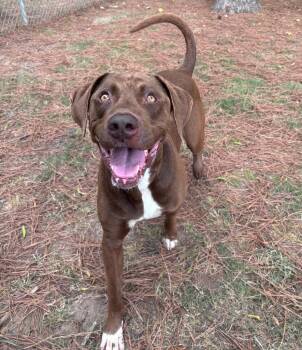 Kane -  Labrador Retriever Dog for Adoption in Little Rock, Arkansas - Kane | PetCurious