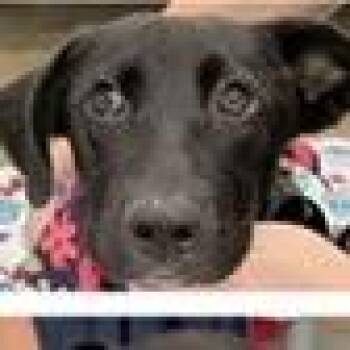Omelet -  Shepherd and Labrador Retriever Dog for Adoption in Tampa, Florida - Omelet | PetCurious