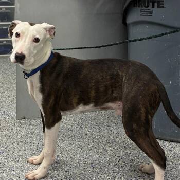 Biscuit Bandit -  Mixed Breed Dog for Adoption in Greenville, South Carolina - Biscuit Bandit | PetCurious