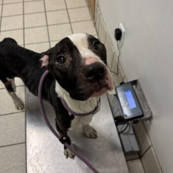 Sherwood -  Mixed Breed Dog for Adoption in Charleston, West Virginia - Sherwood | PetCurious